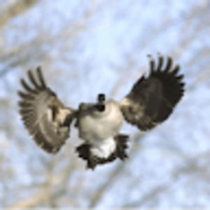 Meet your Posher, Chase